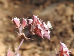 Sidotheca emarginata