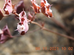 Sidotheca emarginata