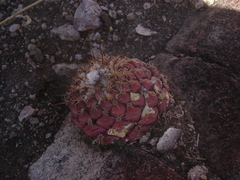 Coryphantha longicornis