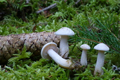 Hebeloma sacchariolens