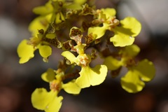 Trichocentrum cebolleta