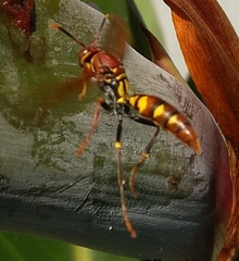Polistes versicolor