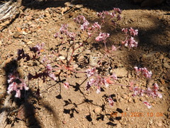 Sidotheca emarginata