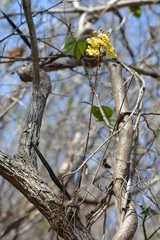 Trichocentrum cebolleta