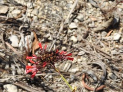 Russelia verticillata