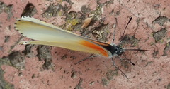 Mylothris agathina
