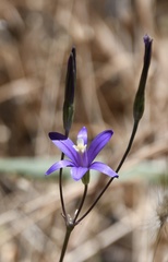 Brodiaea leptandra