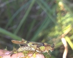Paulinia acuminata