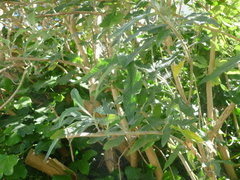 Buddleja
