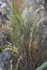 Pteris longifolia