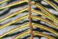 Pteris longifolia