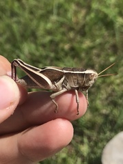 Paratylotropidia brunneri