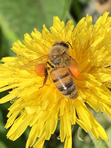 photo of Western Honey Bee (Apis mellifera)