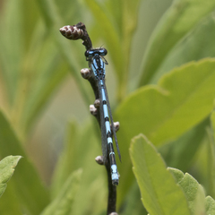 Enallagma laterale