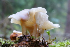 Singerocybe phaeophthalma