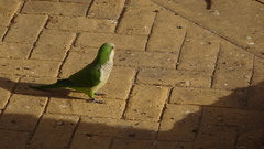 Myiopsitta monachus