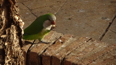 Myiopsitta monachus