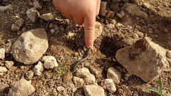 Ommatoiulus diplurus