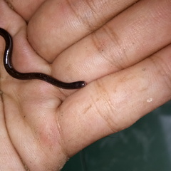 Indotyphlops braminus