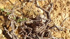 Iberus marmoratus