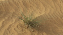 Cyperus conglomeratus