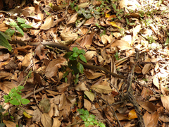 Mastigodryas danieli