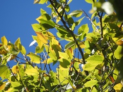 Ulmus ismaelis