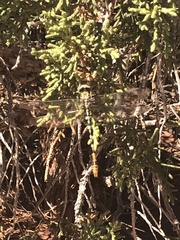 Erpetogomphus compositus