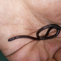 Indotyphlops braminus