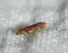 Erythroneura rubra