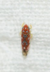 Erythroneura rubra