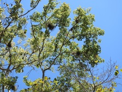 Ulmus ismaelis