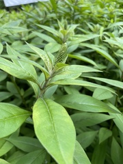 Lysimachia clethroides