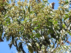 Lippia myriocephala