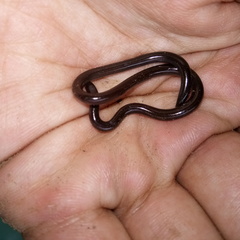 Indotyphlops braminus