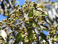 Lippia myriocephala