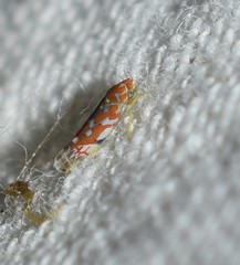 Erythroneura rubra