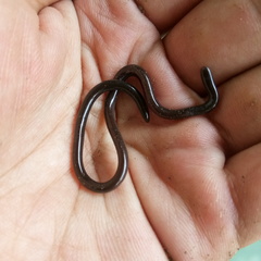 Indotyphlops braminus