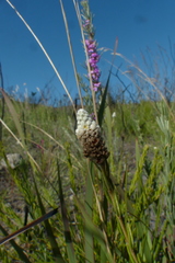 Phylica imberbis eriophoros