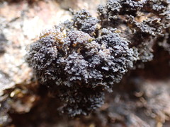 Lathagrium cristatum