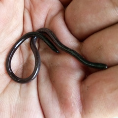 Indotyphlops braminus