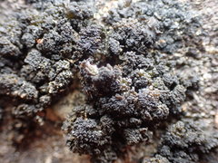 Lathagrium cristatum