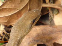 Mastigodryas danieli