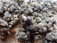 Lathagrium cristatum