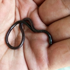 Indotyphlops braminus