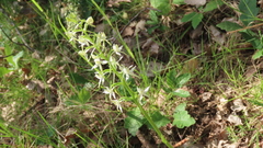 Platanthera chlorantha