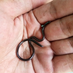 Indotyphlops braminus