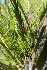 Phylica imberbis eriophoros