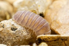 Venezillo arizonicus