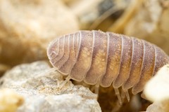 Venezillo arizonicus